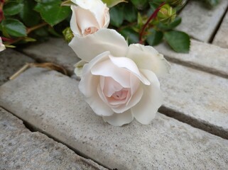 delicate white flower grade rose variety Swany