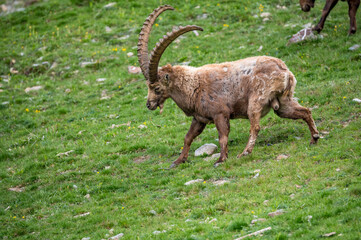 männlicher Alpensteinbock auf Wiese im Engadin