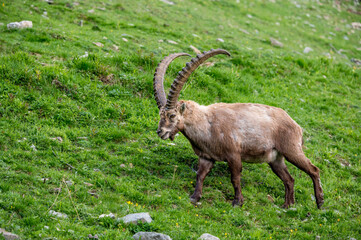 männlicher Alpensteinbock auf Wiese im Engadin