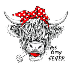 Cute cow (Hairy Coo) in a red polka dot bow headband and witn chamomile flower. Not today heifer - lettering quote. Humor card, t-shirt composition, hand drawn style print. Vector illustration.