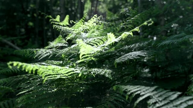 Close up shot of lush green fern in spring sunshine moving up towards the sun