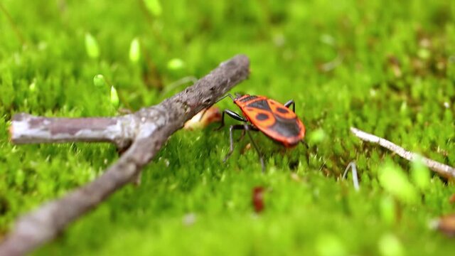 Firebug, Pyrrhocoris apterus, is a common insect of the family Pyrrhocoridae.