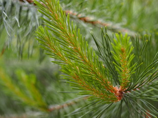 Spring vegetation background. Young shoots on the tops of pine branches.