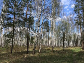 trees in the forest