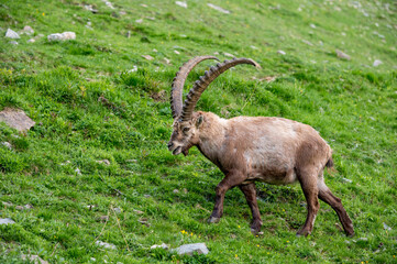 männlicher Alpensteinbock auf Wiese im Engadin