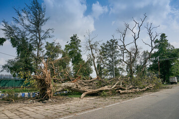 Fototapeta na wymiar Super cyclone Amphan uprooted tree which fell and blocked pavement. The devastation has made many trees fall on ground. Shot at Kolkata, West Bengal, India.