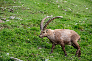 männlicher Alpensteinbock auf Wiese im Engadin