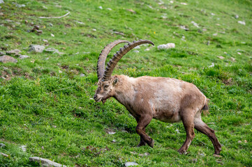 männlicher Alpensteinbock auf Wiese im Engadin