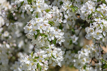 Beautiful white apple trees blossom background