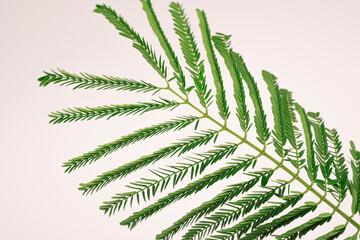 A green plant for a background 