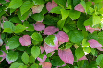 Actinidia kolomikta- Scharfzähniger Strahlengriffel