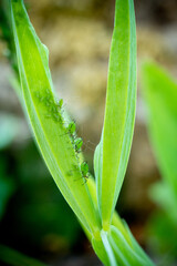 ein paar Blattläuse