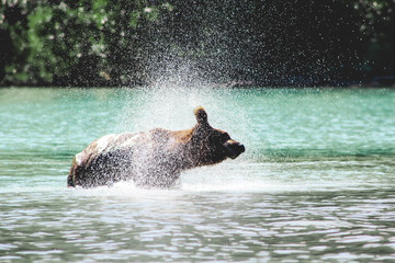 Shake it off bear