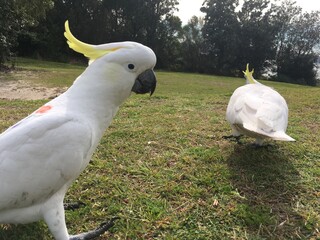 two white parrots