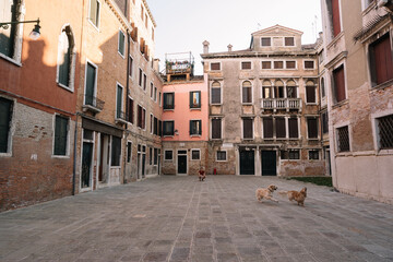 Fototapeta na wymiar One man is walking with two dogs at the yard of Venice, Italy.
