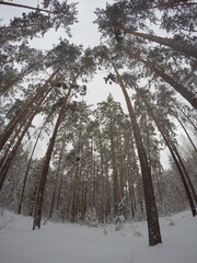 snow covered trees