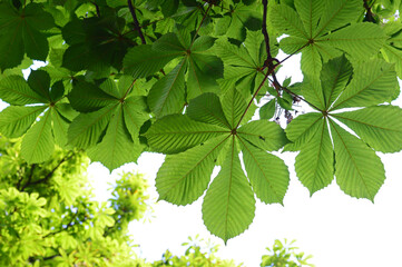 chestnut leaves on 
blue sky background. Castanea