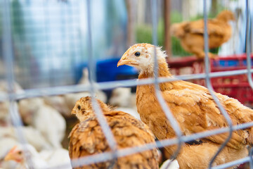 Pollos Kabir encerrados en una granja