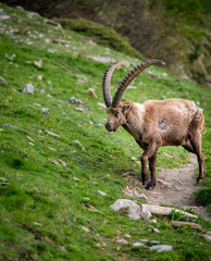 Begegnung mit männlichem Alpensteinbock im Engadin