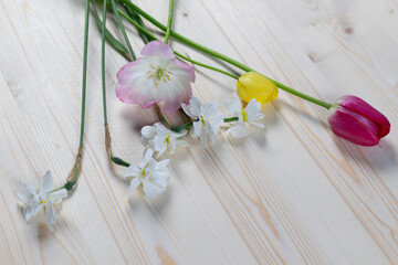 spring flowers pink,red  and yellow tulips, white daffodils on wooden background