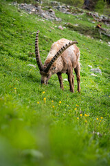 Begegnung beim Wandern mit einem wilden, männlichem Alpensteinbock im Engadin