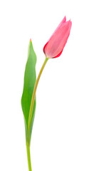 Red tulips isolated.