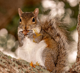 Squirrel messily eating an acorn 