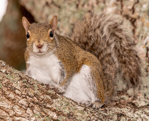 Squirrel on a tree