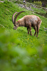 Begegnung beim Wandern mit einem wilden, männlichem Alpensteinbock im Engadin