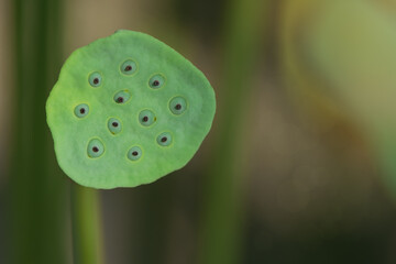 Lotus seeds with green nature background and sunrise light, Lotus seed is a medicinal food with many medicinal properties.