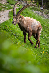 Begegnung beim Wandern mit einem wilden, m&auml;nnlichem Alpensteinbock im Engadin