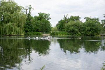 Fototapeta na wymiar Mute swan starting an attack on a Goose