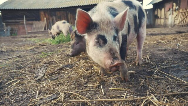 funny pigs farming agriculture concept. pig on an old farm. adult piglets run in a pen lifestyle on an old farm