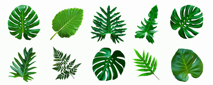 Fototapeta set of green monstera palm and tropical plant leaf isolated on white background for design elements, Flat lay