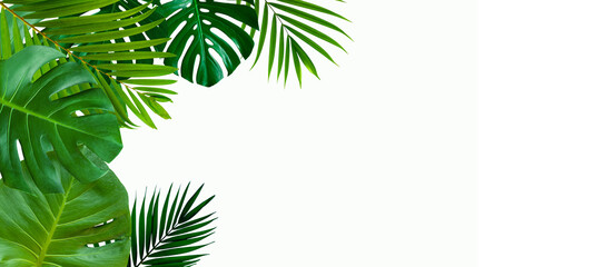 Green leaves nature frame layout of tropical plant bush (monstera, palm, philodendrons, ferns) on white background, flat lay