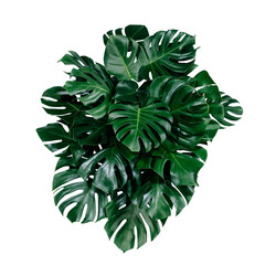 Group Green leaves tropical foliage plant bush of philodendron, dracaena and fern floral arrangment nature backdrop isolated on white background, clipping path included. © eakarat