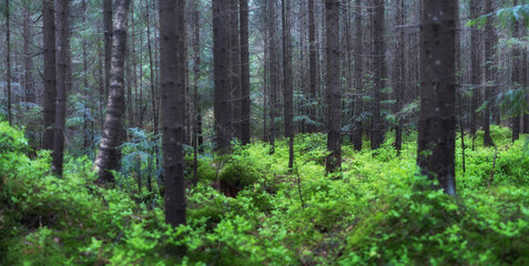 Panorama of the summer forest. Fresh plants in the forest. Natural background. The forest after the rain. Picture for wallpaper..