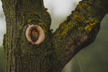 A Y shaped trunk of a tree with a missing branch, resulting in an oval hole or cut on a tree in the...