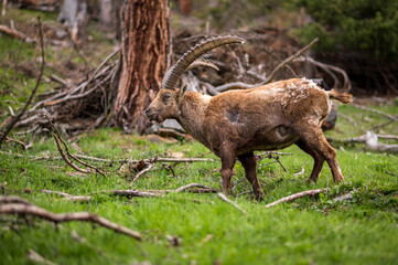 stattlicher männlicher Alpensteinbock im Engadin