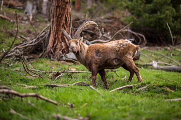 stattlicher männlicher Alpensteinbock im Engadin