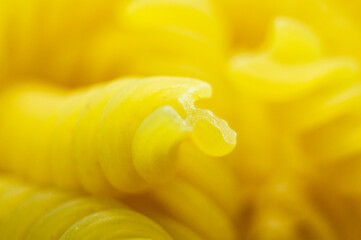 Italian pasta fusilli close-up. Macro photography