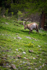 stattlicher männlicher Alpensteinbock im Engadin