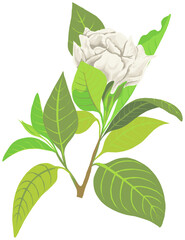 illustration isolated object white gardenia flower with leaves