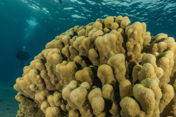 Coral reef and water plants in the Red Sea, Eilat Israel
