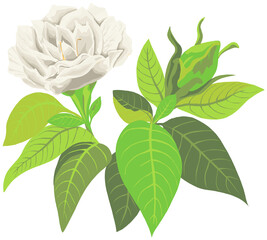 illustration isolated object white gardenia flower with leaves