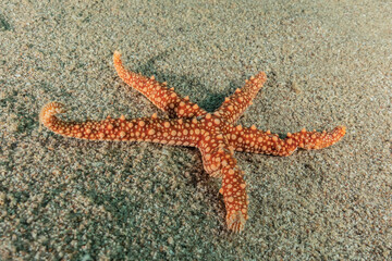 Starfish On the seabed in the Red Sea, eilat israel
