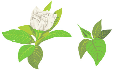 illustration isolated object white gardenia flower with leaves