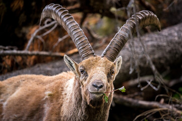 kauender männlicher Alpensteinbock an Hang im Engadin