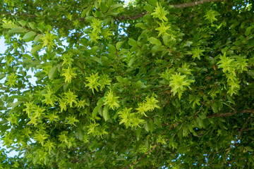 Carpinus betulus Hainbuche, Früchte im Austrieb