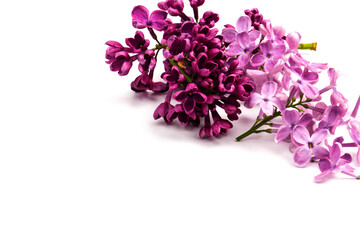 Beautiful blossoming lilac on white background. Space for text